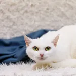 Kot do adopcji, Elbląg, 9 listopada 2022