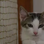 Kot do adopcji, Oświęcim, 9 sierpnia 2022