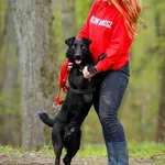 Pies do adopcji, Elbląg, 3 kwietnia 2020