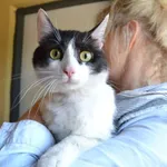 Kot do adopcji, Oświęcim, 3 czerwca 2021