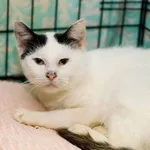 Kot do adopcji, Elbląg, 30 września 2020