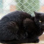 Kot do adopcji, Elbląg, 29 listopada 2016