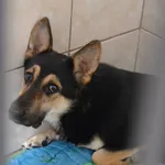 Pies do adopcji, Oświęcim, 29 września 2020