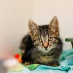 Kot do adopcji, Elbląg, 14 lipca 2022