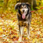 Pies do adopcji, Elbląg, 15 października 2022