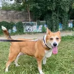Pies do adopcji, Kielce, 1 sierpnia 2022
