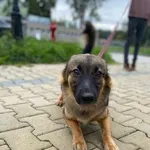 Pies do adopcji, Kielce, 20 września 2022