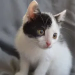 Kot do adopcji, Oświęcim, 6 listopada 2022