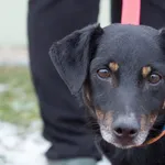 Pies do adopcji, Skałowo, 13 grudnia 2021