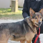 Pies do adopcji, Kielce, 6 maja 2020