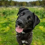 Pies do adopcji, Skałowo, 6 sierpnia 2021