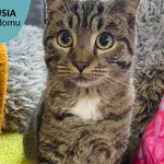 Kot do adopcji, Dąbrówka, 17 listopada 2022