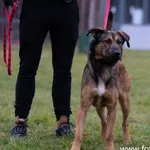 Znaleziono psa, Lublin, 10 listopada 2022