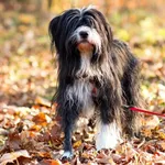 Pies do adopcji, Elbląg, 6 listopada 2022