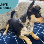 Pies do adopcji, Dąbrówka, 18 listopada 2022