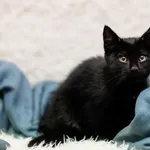 Kot do adopcji, Elbląg, 9 listopada 2022