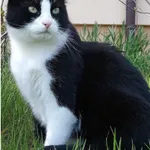 Zaginął kot, Koninko, 18 listopada 2022