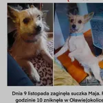 Zaginął pies, Oława, 19 listopada 2022