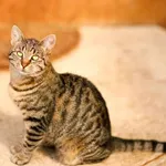 Kot do adopcji, Elbląg, 28 maja 2022