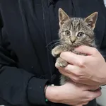 Znaleziono kota, Toruń, 13 listopada 2022