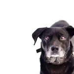 Pies do adopcji, Elbląg, 20 listopada 2022
