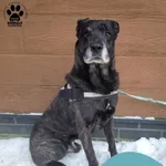 Znaleziono psa, Gdynia, 5 stycznia 2026