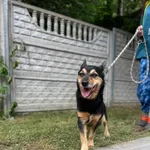 Pies do adopcji, Kielce, 19 czerwca 2023