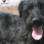 Pies do adopcji, Pniewo-Czeruchy, 25 lutego 2021