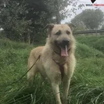 Pies do adopcji, Pniewo-Czeruchy, 30 maja 2019