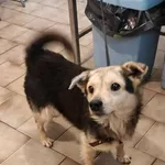 Pies do adopcji, Pniewo-Czeruchy, 1 stycznia 2022