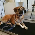 Pies do adopcji, Pniewo-Czeruchy, 17 maja 2018
