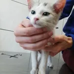 Kot do adopcji, Kielce, 22 listopada 2022