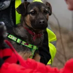 Pies do adopcji, Pniewo-Czeruchy, 14 maja 2022
