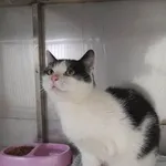 Kot do adopcji, Racławice, 17 listopada 2022