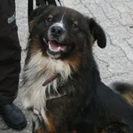 Pies do adopcji, Pniewo-Czeruchy, 26 czerwca 2021