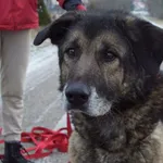 Pies do adopcji, Pniewo-Czeruchy, 26 czerwca 2021