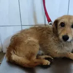 Pies do adopcji, Pniewo-Czeruchy, 17 lipca 2021