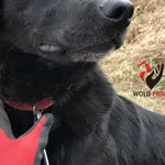 Pies do adopcji, Pniewo-Czeruchy, 24 maja 2018