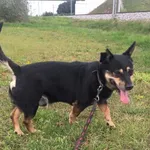 Pies do adopcji, Pniewo-Czeruchy, 17 maja 2018
