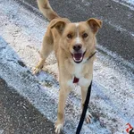 Pies do adopcji, Pniewo-Czeruchy, 1 stycznia 2022