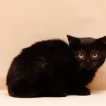 Kot do adopcji, Elbląg, 2 listopada 2022