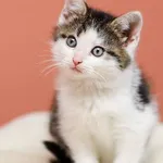 Kot do adopcji, Elbląg, 16 listopada 2022