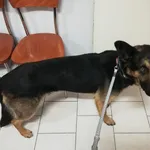 Pies do adopcji, Pniewo-Czeruchy, 19 października 2019