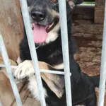 Pies do adopcji, Pniewo-Czeruchy, 25 lipca 2018