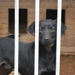 Pies do adopcji, Pniewo-Czeruchy, 24 maja 2018