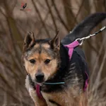 Pies do adopcji, Pniewo-Czeruchy, 8 kwietnia 2021