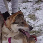 Pies do adopcji, Pniewo-Czeruchy, 6 lutego 2021