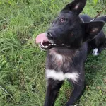Pies do adopcji, Pniewo-Czeruchy, 31 lipca 2021