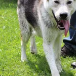 Pies do adopcji, Pniewo-Czeruchy, 16 maja 2018