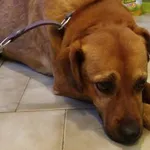 Pies do adopcji, Pniewo-Czeruchy, 8 sierpnia 2018